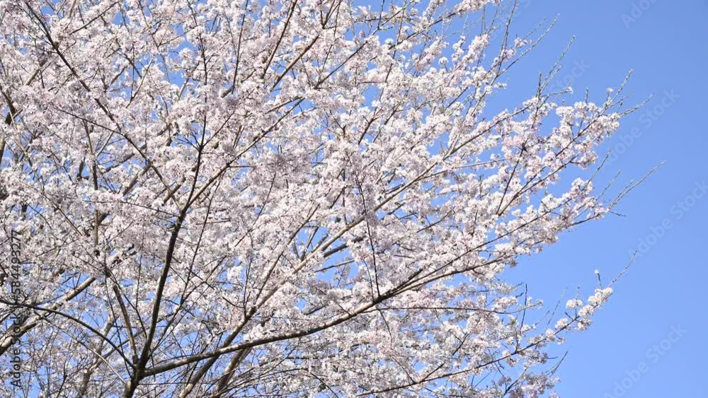 青空の下の桜 青空の下の桜