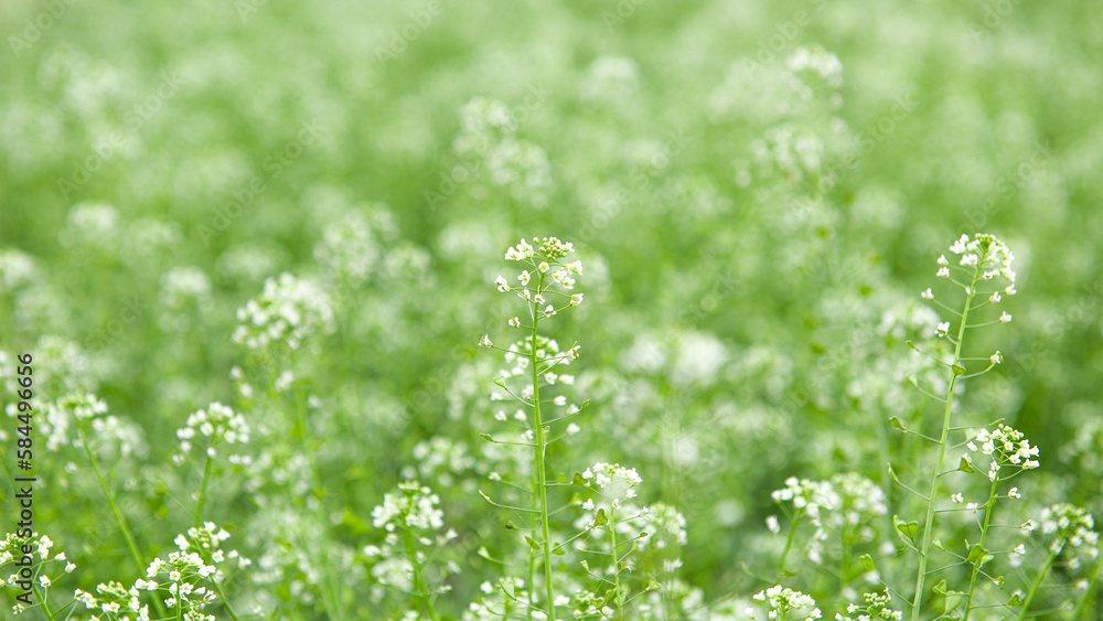 Green meadow with white flowers of shepherd's purse. Green meadow with white flowers of shepherd's purse.