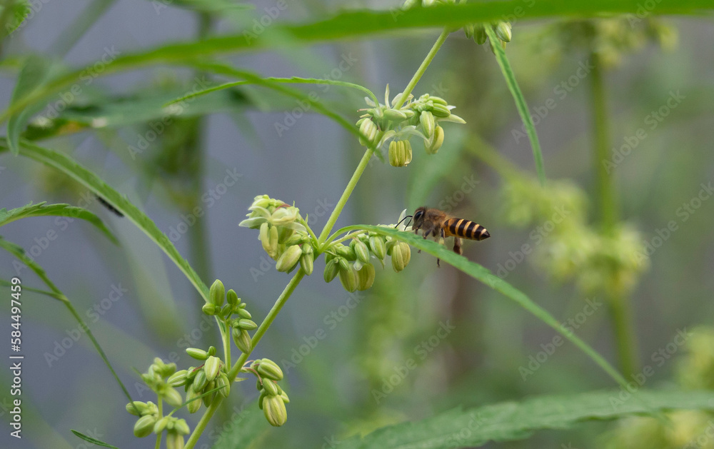 Honey bee collecting pollen from the flower of a cannabis plant. Honey bee collecting pollen from the flower of a cannabis plant.