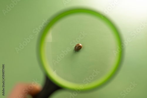 Bloodsucking insect. Mite under a magnifying glass on a green background.Tick macro green background.Bloodfilled swollen tick.tick is crawling. Tick and human hand holding a magnifying loupe photo