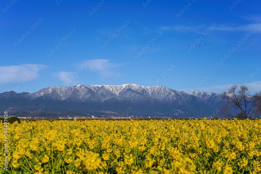 満開の菜の花と雪の比良山のコラボ情景＠滋賀