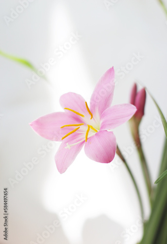 House Plant, Blooming Pink Flower
