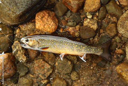 fresh caught brook trout