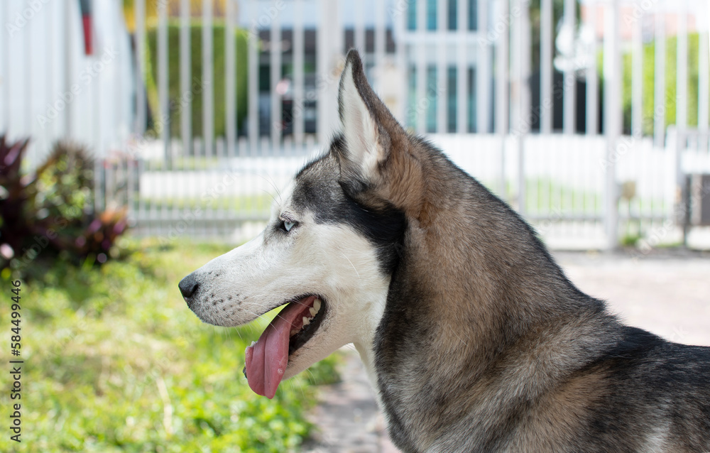 Profile of a beautiful dog Siberian husky breed