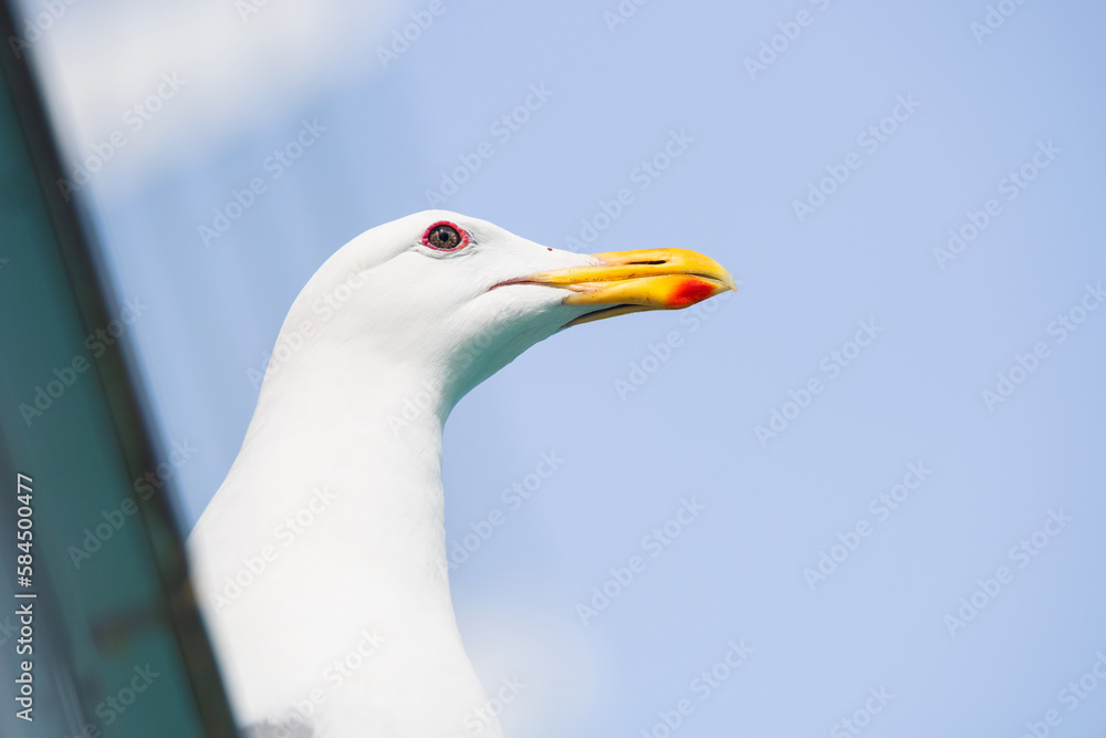 A Seagull standing alone on the ocean waves. An adorable white seagull with gray wings and yellow beak standing against blurred background of nature in daytime A Seagull standing alone on the ocean waves. An adorable white seagull with gray wings and yellow beak standing against blurred background of nature in daytime
