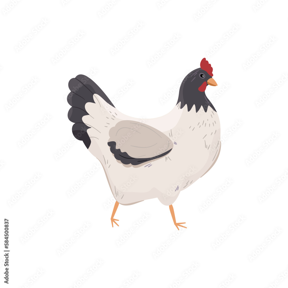 Czarno-biała kura. Kurczak - widok z boku. Ilustracja wektorowa.