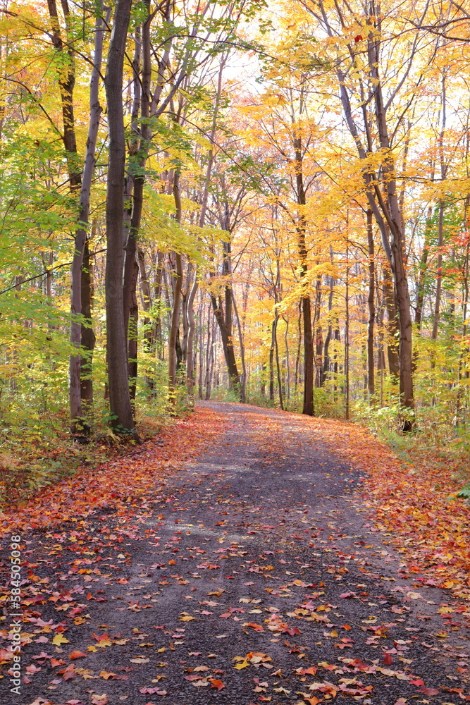 Obraz premium Pathway in autumn. Hiking and trail in october. September or october calendar. Bike trail. Beautiful landscape in a forest in autumn. Colorful and trees. Peaceful pathway. 