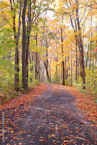 Pathway in autumn. Hiking and trail in october. September or october calendar. Bike trail. Beautiful landscape in a forest in autumn. Colorful and trees. Peaceful pathway.  © Martine