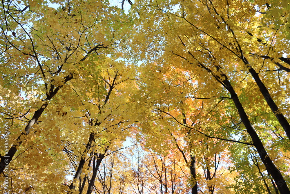 Trees in autumn. Fall and leaves. Peaceful landscape. Yellow leaves and forest. Fall and foliage. Sky, trees and leaves. Colorful and trees. Trees in autumn. Fall and leaves. Peaceful landscape. Yellow leaves and forest. Fall and foliage. Sky, trees and leaves. Colorful and trees.
