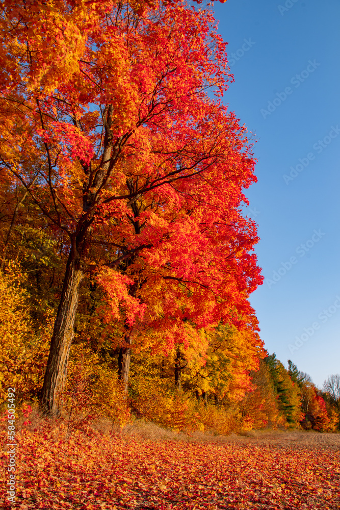 Brilliant Orange autumn maple trees beside a field, against a blue sky, Ontario, Canada