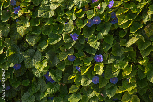 Blue morning glory, oceanblue morning glory, koali awa, blue dawn flower(Ipomoea indica). photo