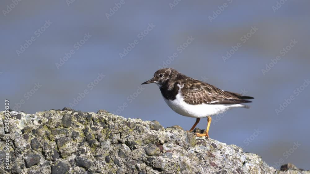 Close up shot of a sanderling standing on an old weathers concrete wall, then walking on a windy day along the shore, slow motion