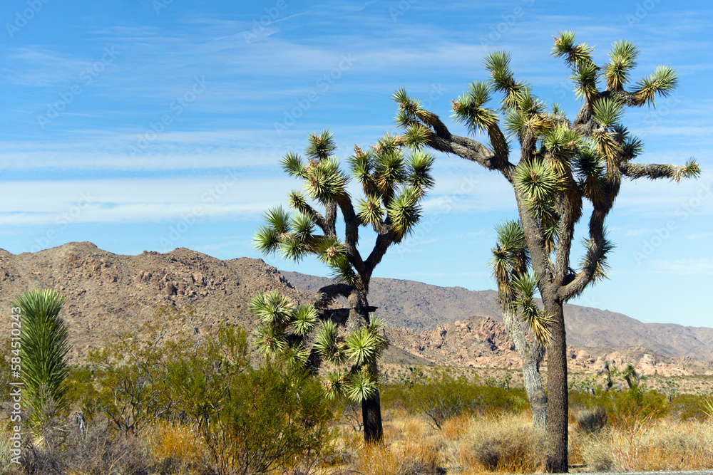 Fototapeta premium Joshua Trees at Joshua Tree National Park