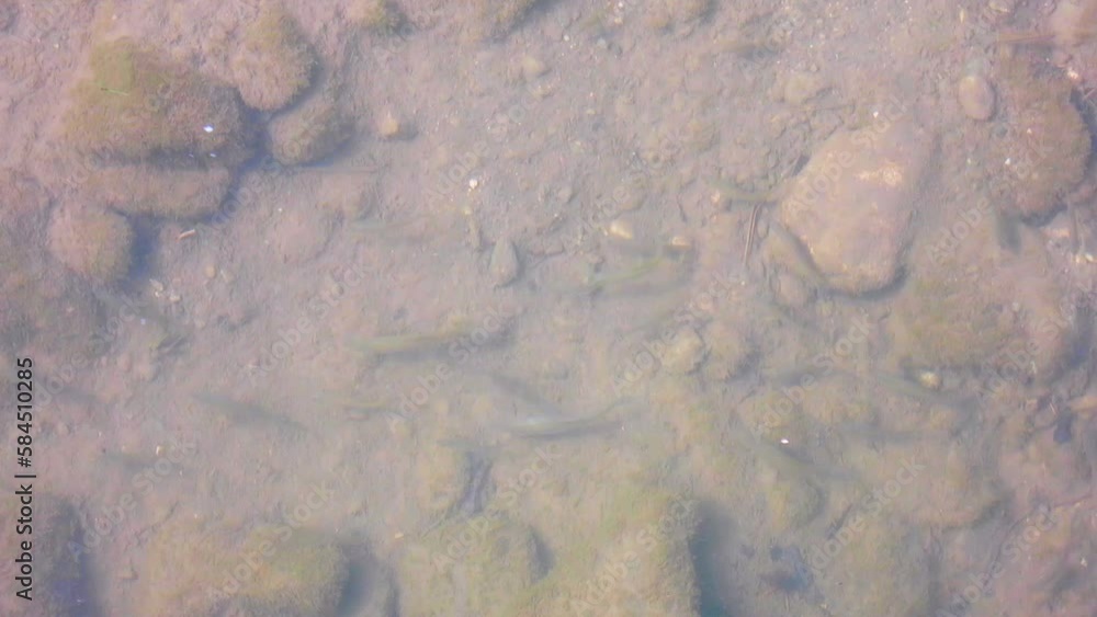 Water stream at the early spring near Vienna, Austria Water stream at the early spring near Vienna, Austria