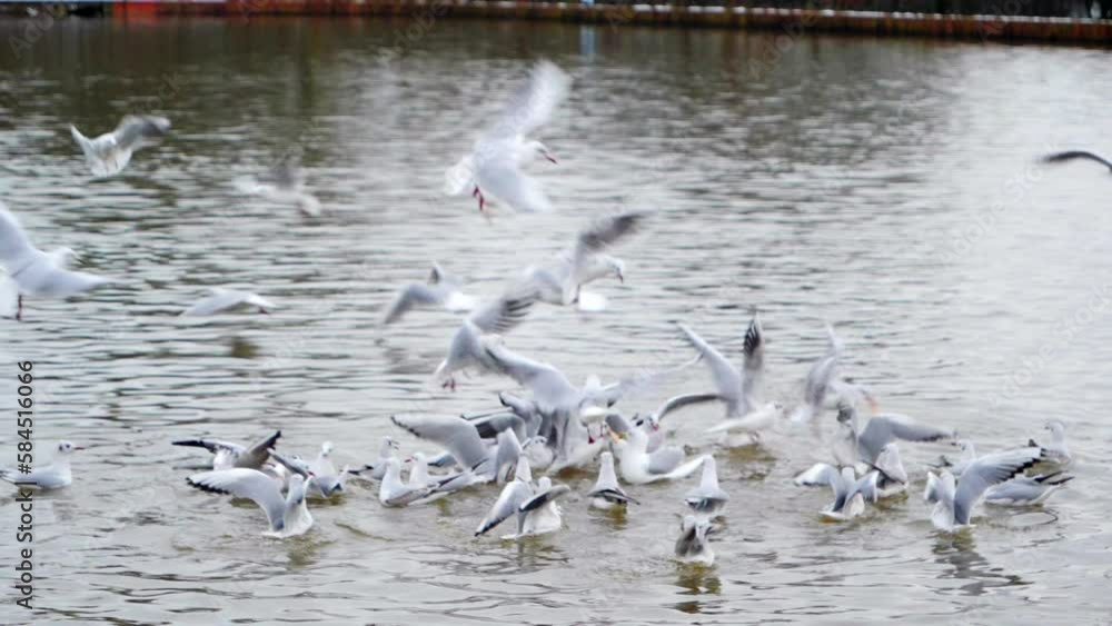 In this slow-motion clip, the serene calm of a lake is disrupted by the frantic chaos of seagulls fighting for food. In this slow-motion clip, the serene calm of a lake is disrupted by the frantic chaos of seagulls fighting for food.