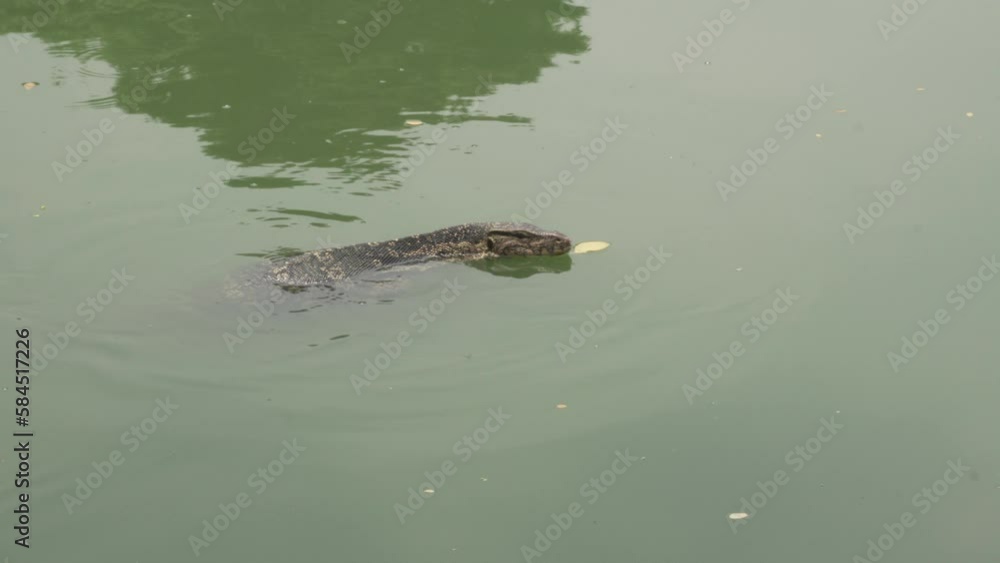 asian water monitor lizard (Varanus salvator) swimming in pond asian water monitor lizard (Varanus salvator) swimming in pond