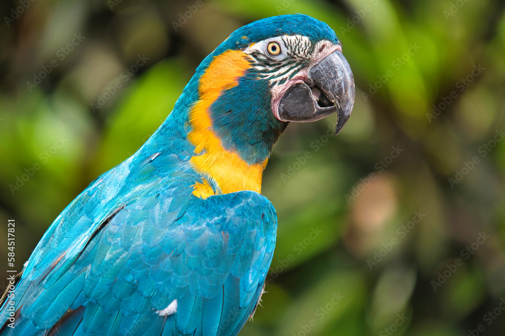 Obraz premium blue and yellow macaw