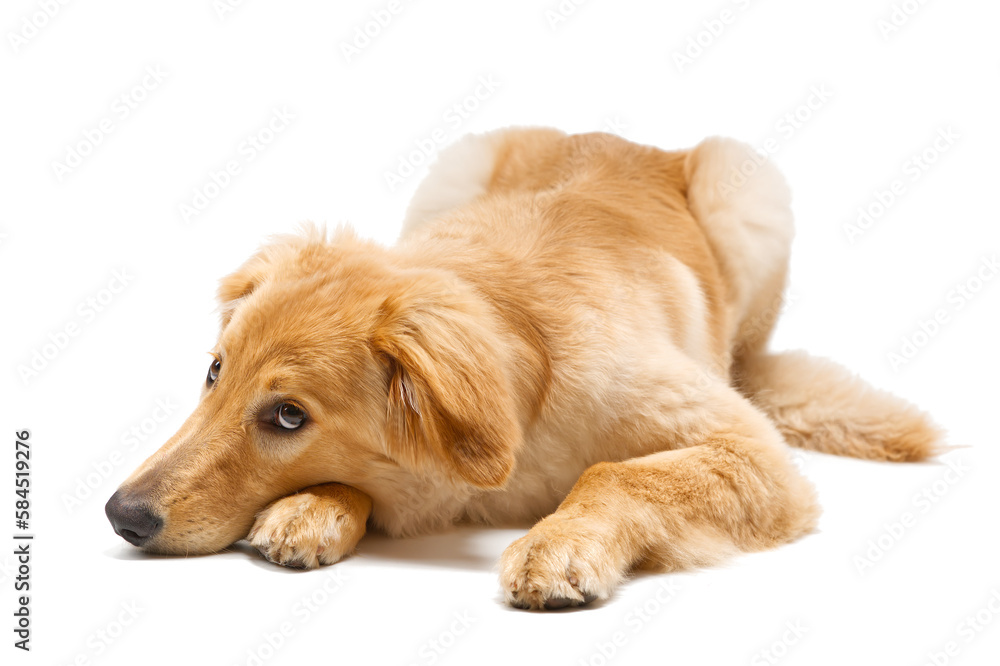 Isolated blond hovawart puppy. Studio shot of a cute Hovawart puppy. golden retriever puppy. 5 month old puppy Isolated blond hovawart puppy. Studio shot of a cute Hovawart puppy. golden retriever puppy. 5 month old puppy