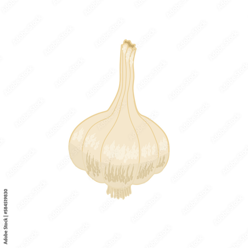 Illustration of whole garlic can be used for emblem or icon