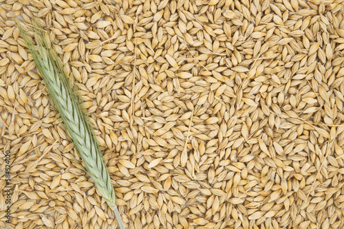 Barley seeds with the outer husk and barley ears