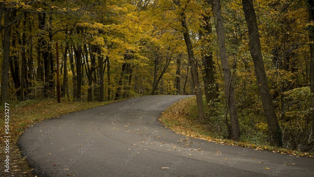 Fototapeta premium road in autumn forest