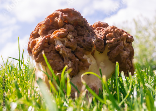 Big mushroom stitch. Strochok is a genus of marsupial fungi of the family Discinae . photo