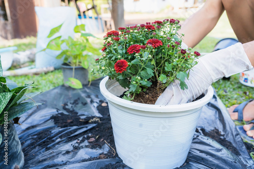 Close-up of a white flowerpot and woman's hands with white gloves preparing the soil for planting flowers into a pot. Planting flowers in the garden home. Gardening at summer
