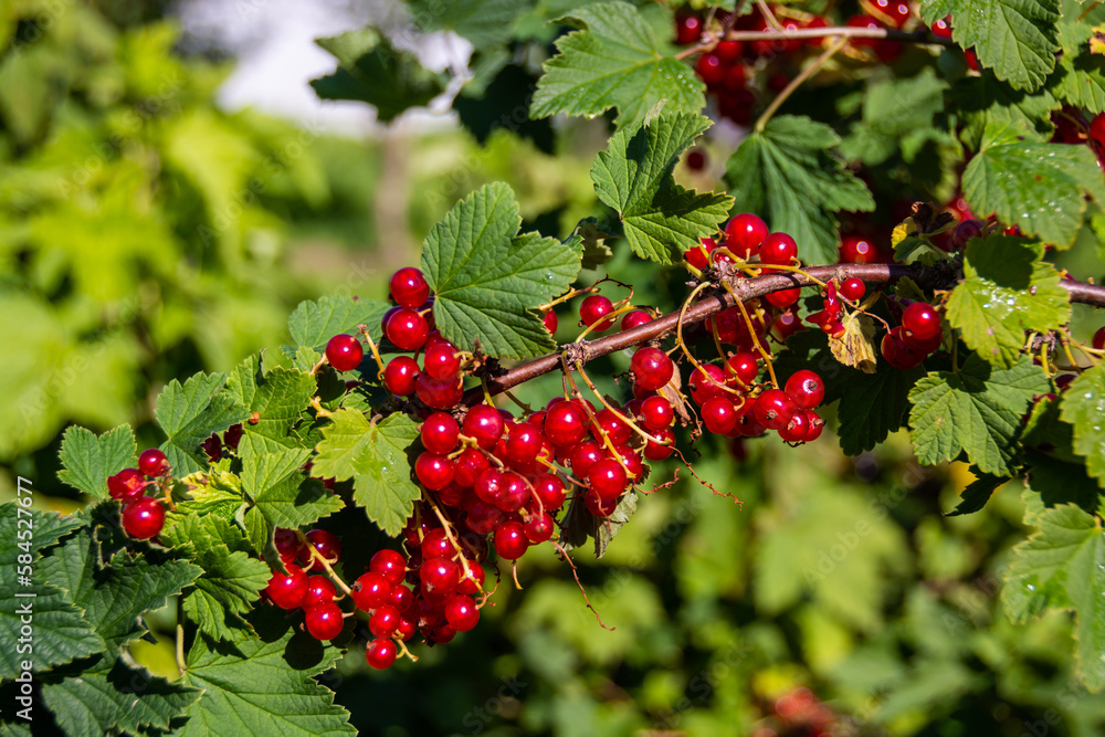  Large ripe red currant berries ripened on the garden plot.