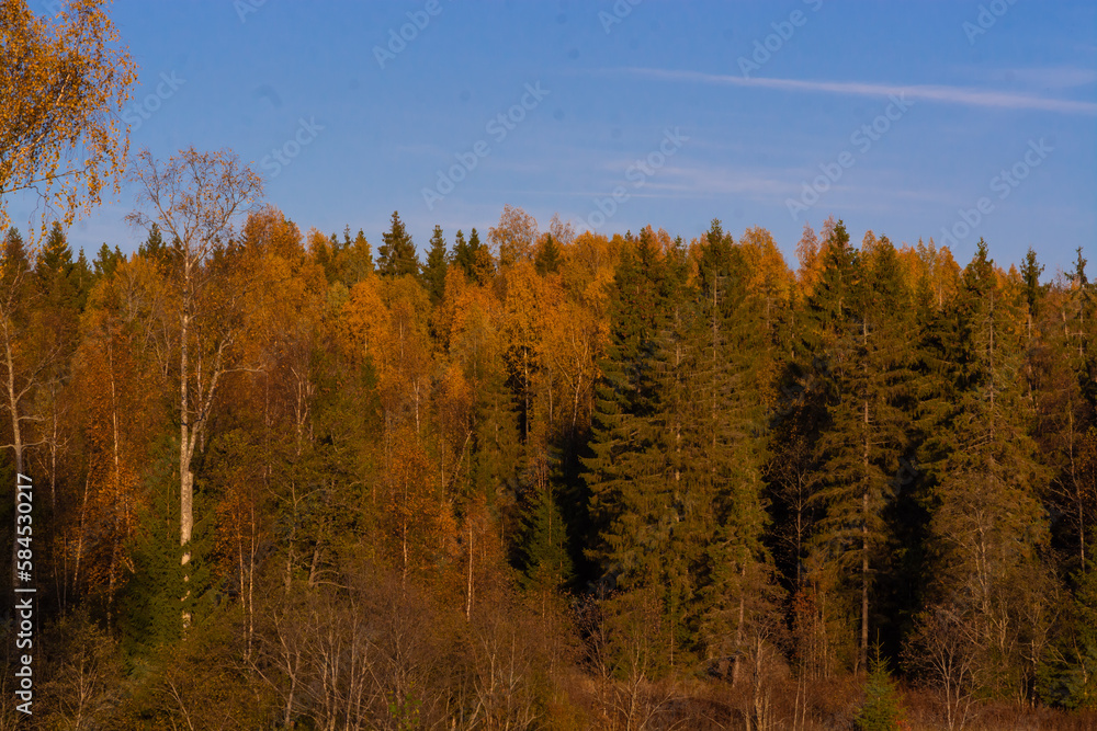 Beautiful autumn trees with yellow leaves illuminated by the sun.