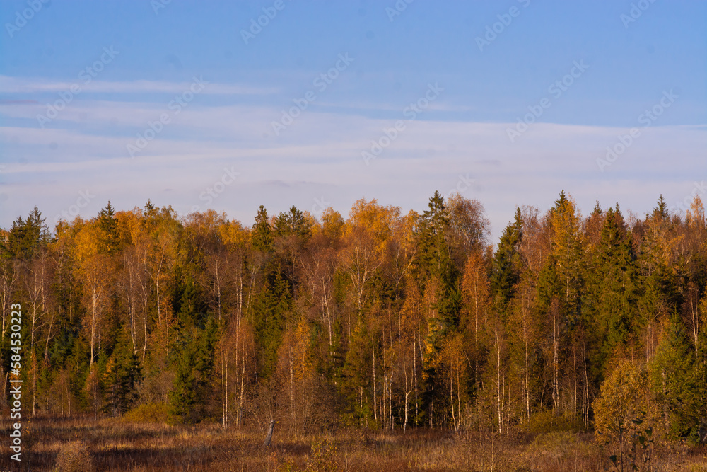 Beautiful autumn trees with yellow leaves illuminated by the sun. Beautiful autumn trees with yellow leaves illuminated by the sun.