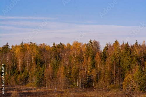 Beautiful autumn trees with yellow leaves illuminated by the sun.