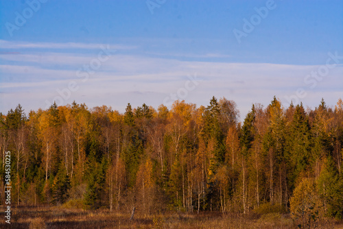 Beautiful autumn trees with yellow leaves illuminated by the sun.