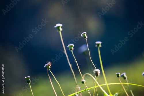 dandelion in the grass