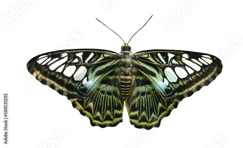 Beautiful butterfly on transparent background
