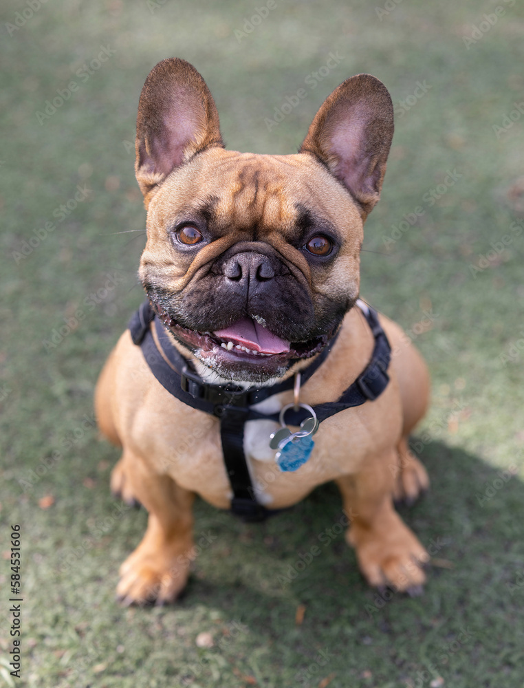 3-Years-Old Fawn Male Frenchie Puppy Sitting with An Expressive Face. Off-leash dog park in Northern California.