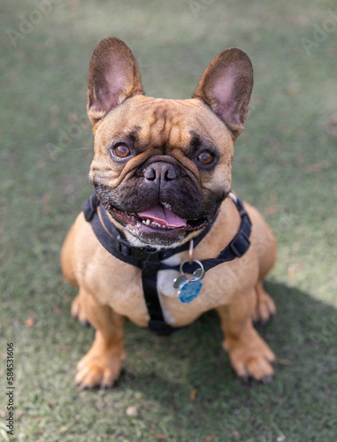 3-Years-Old Fawn Male Frenchie Puppy Sitting with An Expressive Face. Off-leash dog park in Northern California. © Yuval Helfman