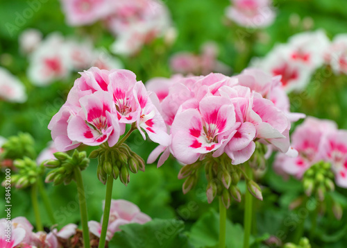 Beautiful bloom. American light pink splash in natural background. Mounded zonal geranium. 