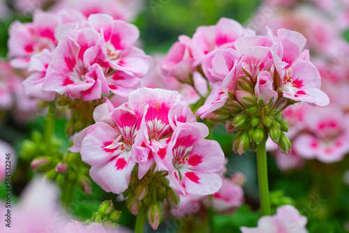 Beautiful bloom. American light pink splash in natural background. Mounded zonal geranium. 