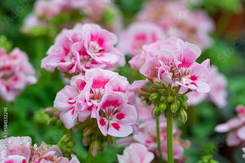 Beautiful bloom. American light pink splash in natural background. Mounded zonal geranium. 