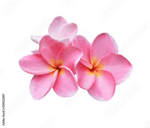 Plumeria or Frangipani or Temple tree flower. Close up pink-yellow frangipani flowers bouquet isolated on transparent background.