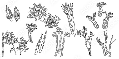 Asian vegetables banner. Exotic japanese, chinese, korean ingredients for food. Butterbur sproat, Aralia sprout, Hosta sieboldiana and other. Oriental cuisine. Vector hand drawn flat illustration.