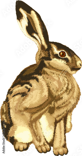 Illustration of sitting little hare. Hare graphic on transparent background. Illustrations of sitting hare. Animal illustrations.