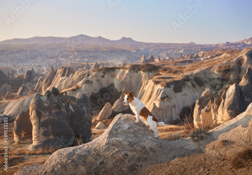 Little dog in cappadocia against the backdrop of the sandy mountains. Jack Russell Terrier at sunrise