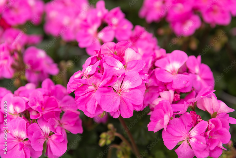 Pink blossom: Pelargonium zonale (horseshoe geranium). Shop garden. Nursery. Pink blossom: Pelargonium zonale (horseshoe geranium). Shop garden. Nursery.