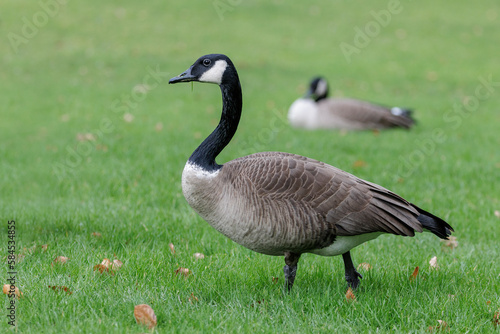 Canada goose with white neck ring