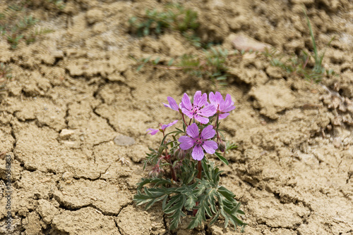 Purple desert flowers close-up. dry summer without rain. Cracked earth and blooming wildflowers. The concept of global warming and climate change. Hot, sultry air. Atmospheric conceptual natural photo