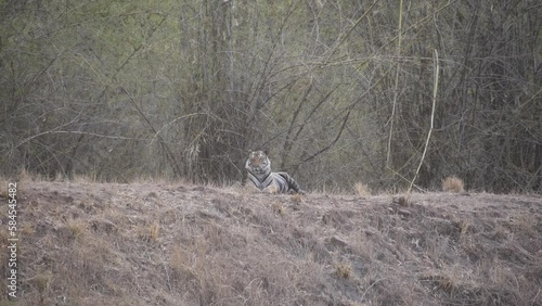 A dominant tigress Dotty sleeping on the edge of the road inside Magdi zone of Bandhavgarh tiger reserve photo