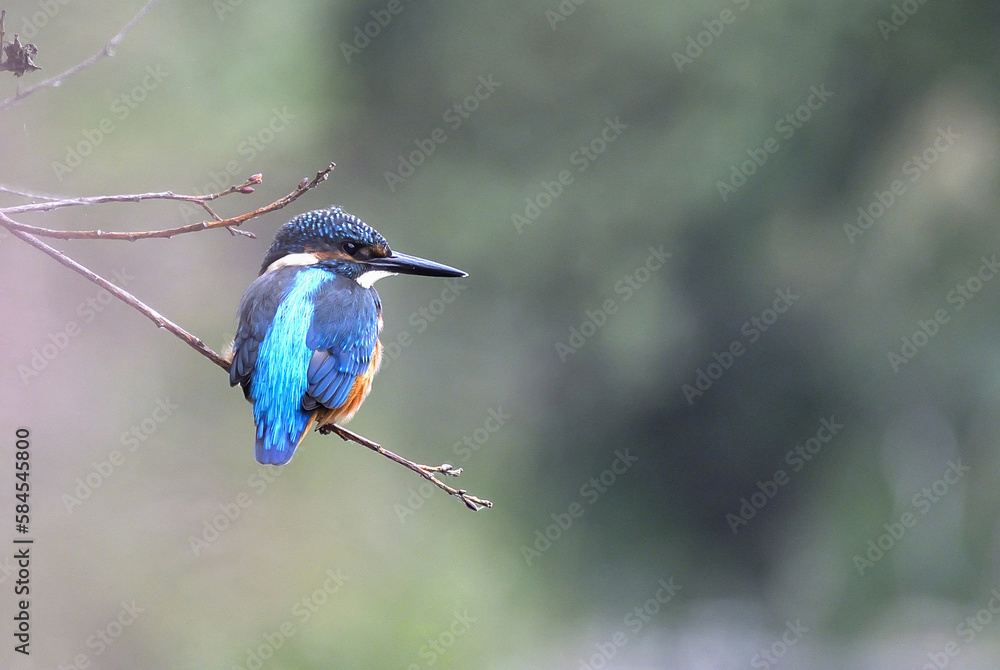 Fototapeta premium The common kingfisher (Alcedo atthis) on the banks of the River Belá in northern Slovakia
