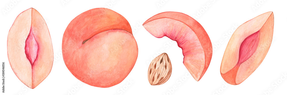 Fototapeta premium Collection of watercolor drawings of a part of a peach. Slices and pieces, bone. Sweet and juicy fruit. Isolated on white background.