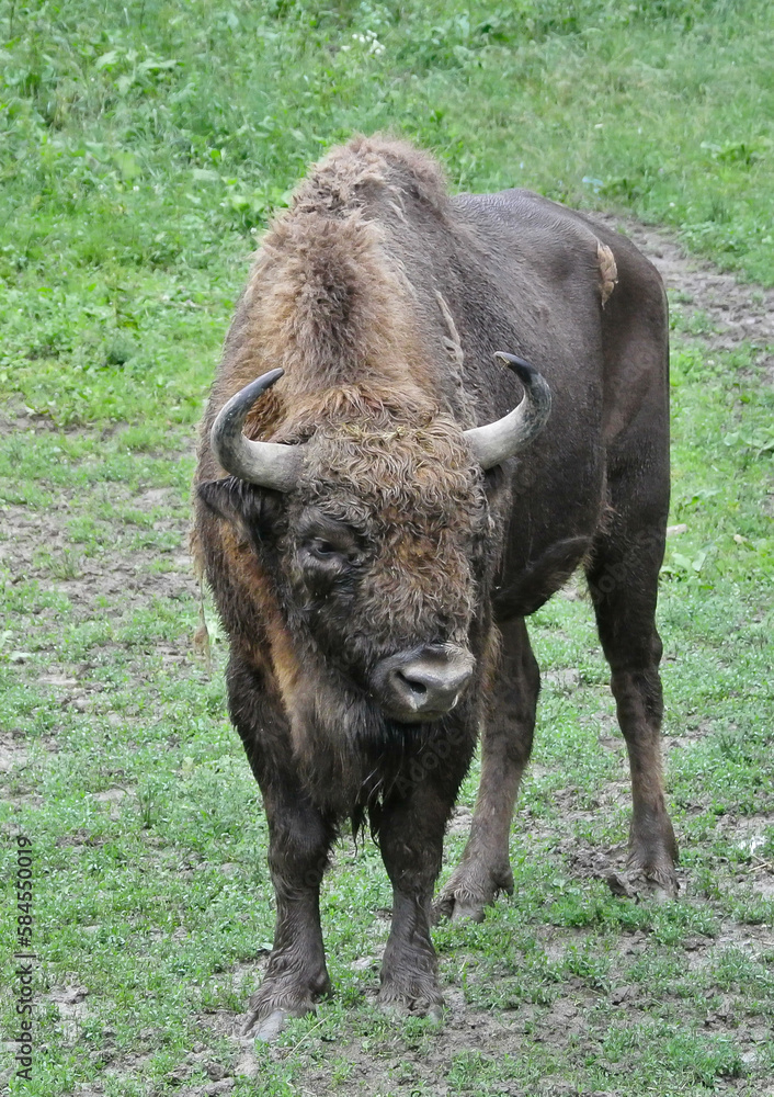 The European bison (Bison bonasus), also known as the wisent is a symbol of prehistory and protection of nature in Europe
